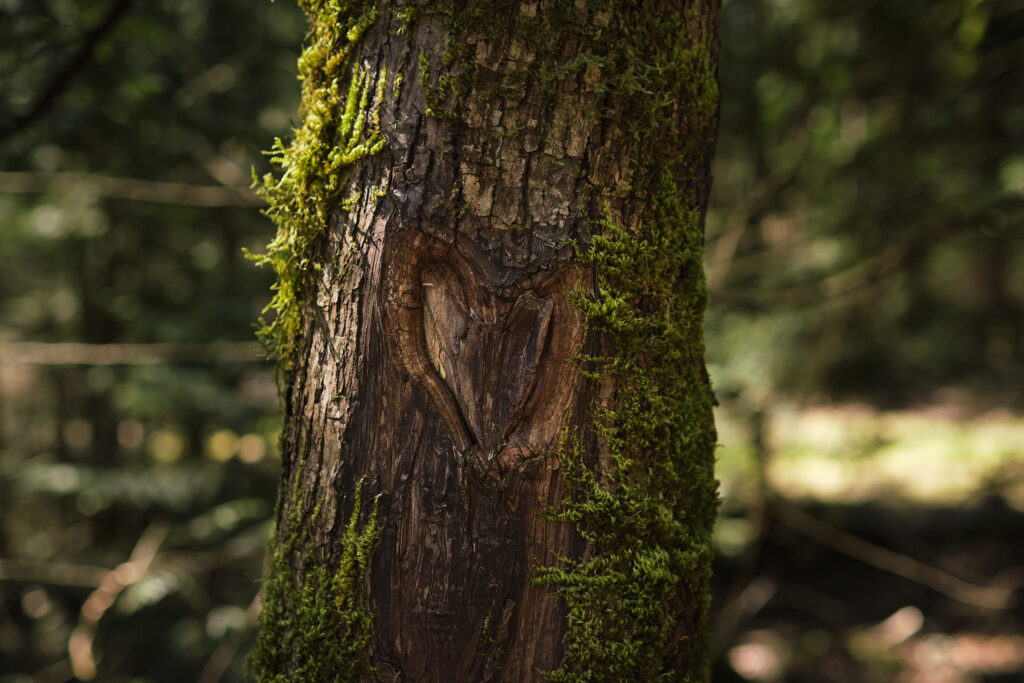 Olympic National Park Elopement